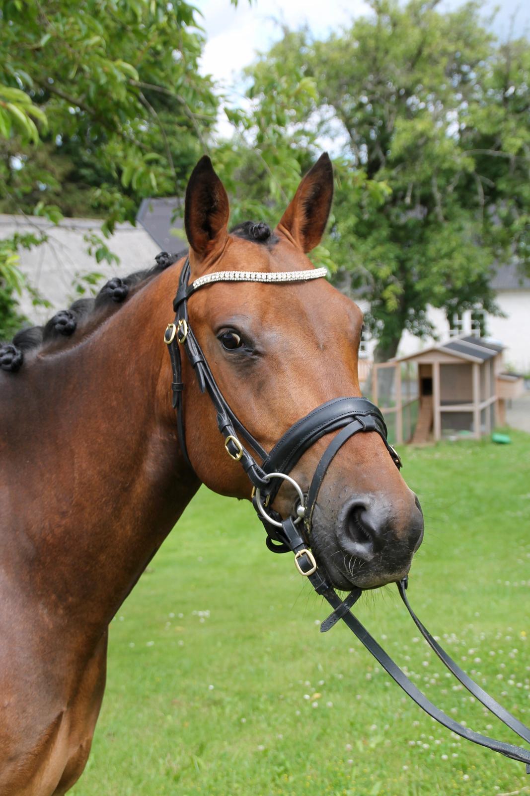 Anden særlig race Fibiger's Påø Laszlo billede 14