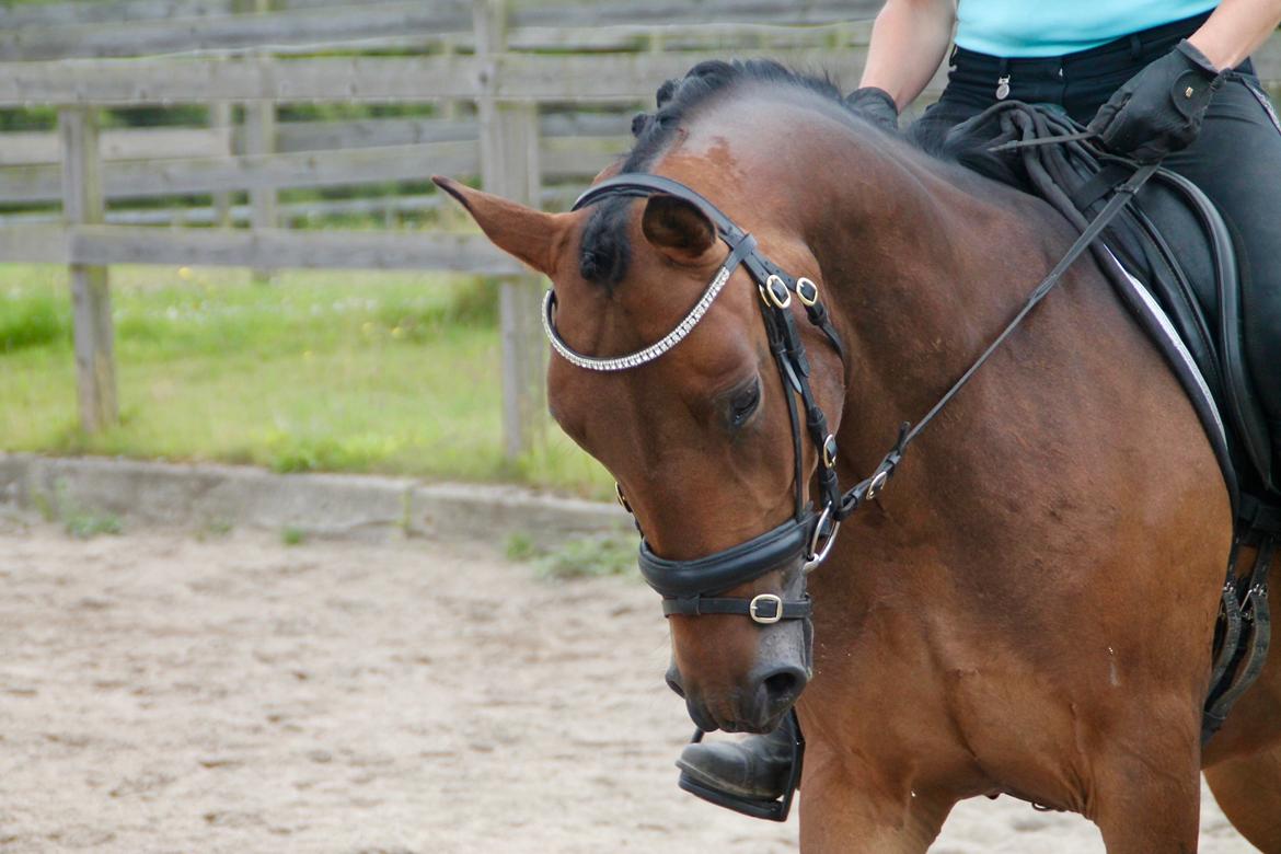 Anden særlig race Fibiger's Påø Laszlo billede 16