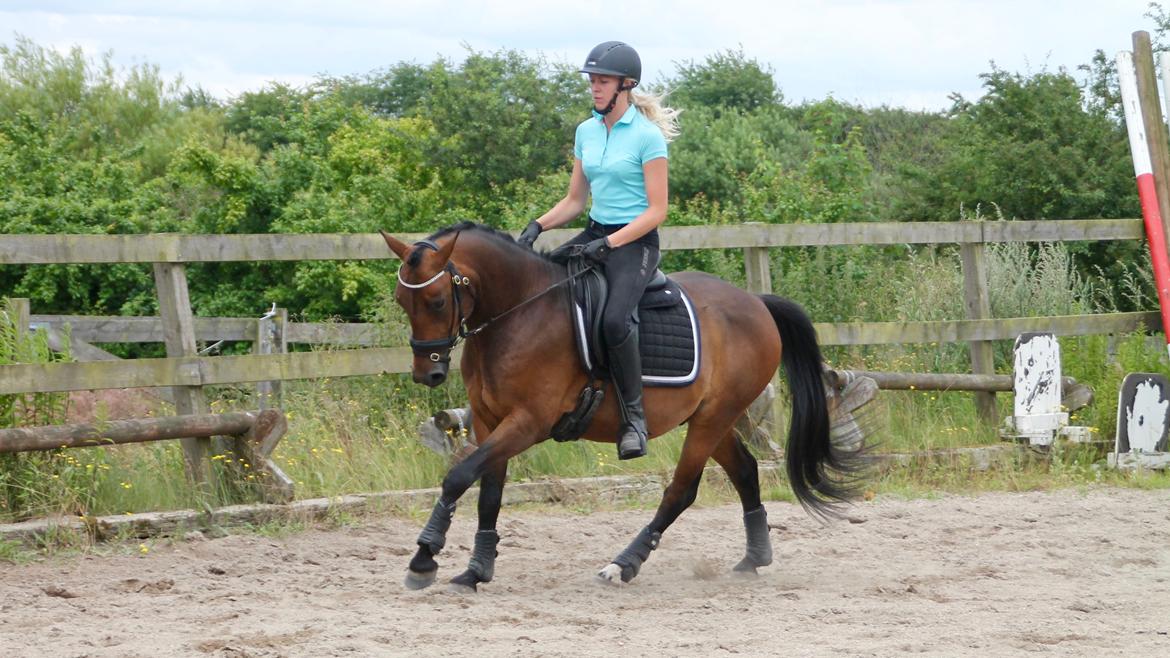 Anden særlig race Fibiger's Påø Laszlo billede 1