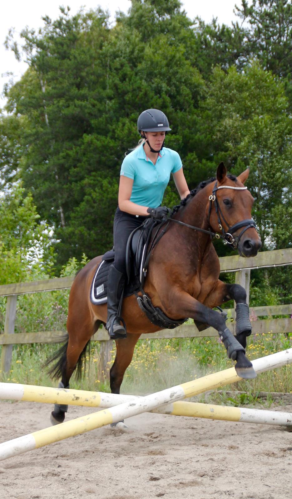 Anden særlig race Fibiger's Påø Laszlo billede 19