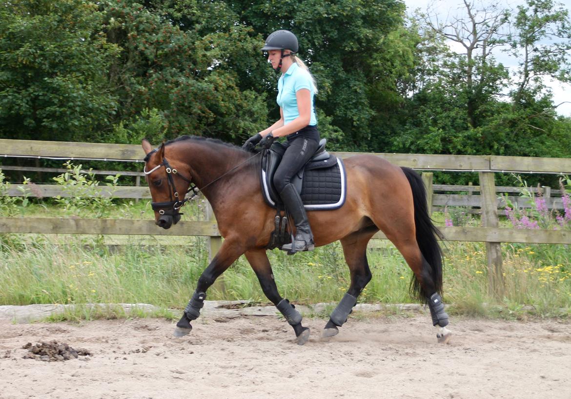 Anden særlig race Fibiger's Påø Laszlo billede 7