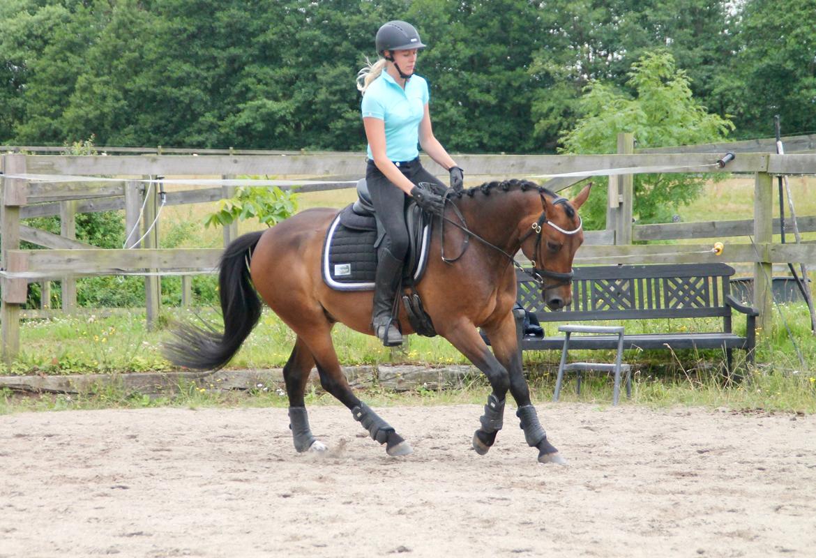 Anden særlig race Fibiger's Påø Laszlo billede 3