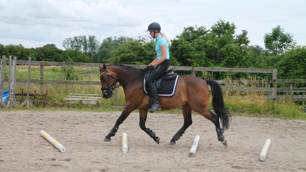 Anden særlig race Fibiger's Påø Laszlo billede 10