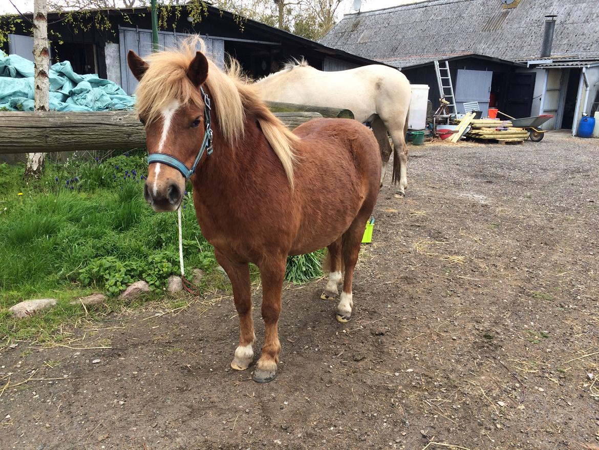 Anden særlig race Bådsgårds Cocktail billede 3