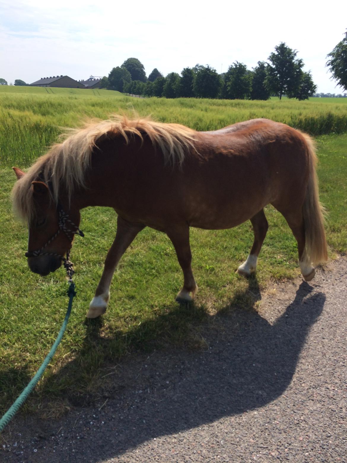 Anden særlig race Bådsgårds Cocktail billede 2