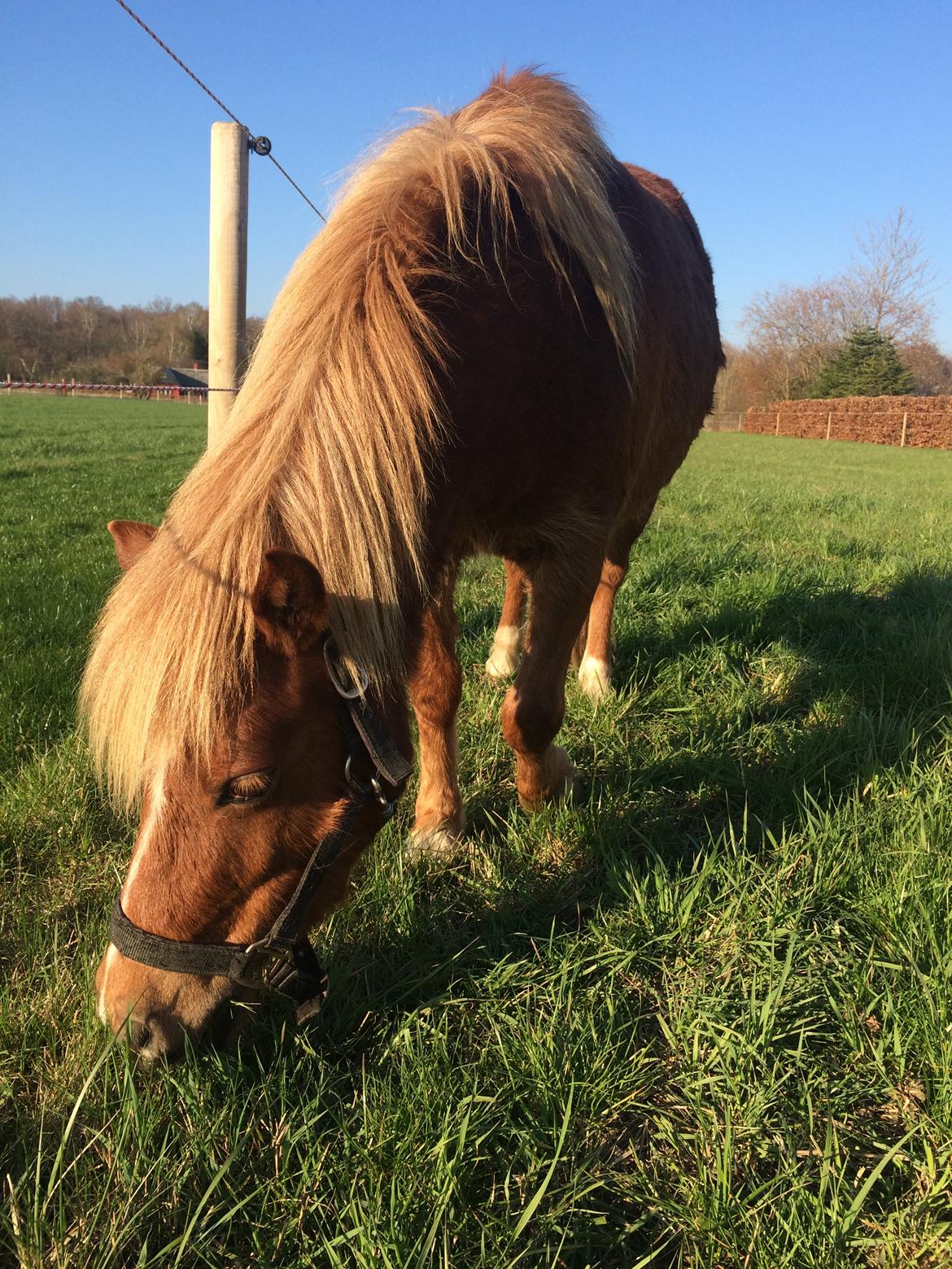 Anden særlig race Bådsgårds Cocktail billede 4