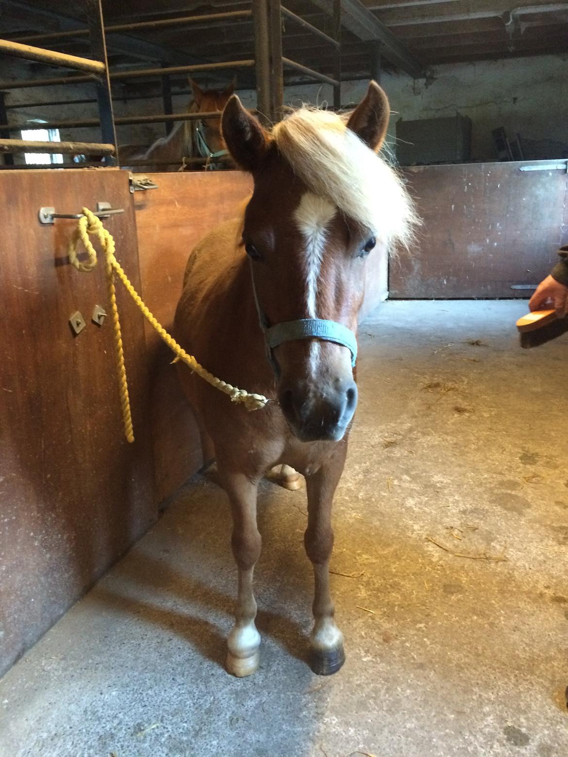 Anden særlig race Bådsgårds Cocktail billede 5