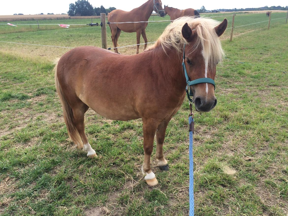 Anden særlig race Bådsgårds Cocktail billede 6