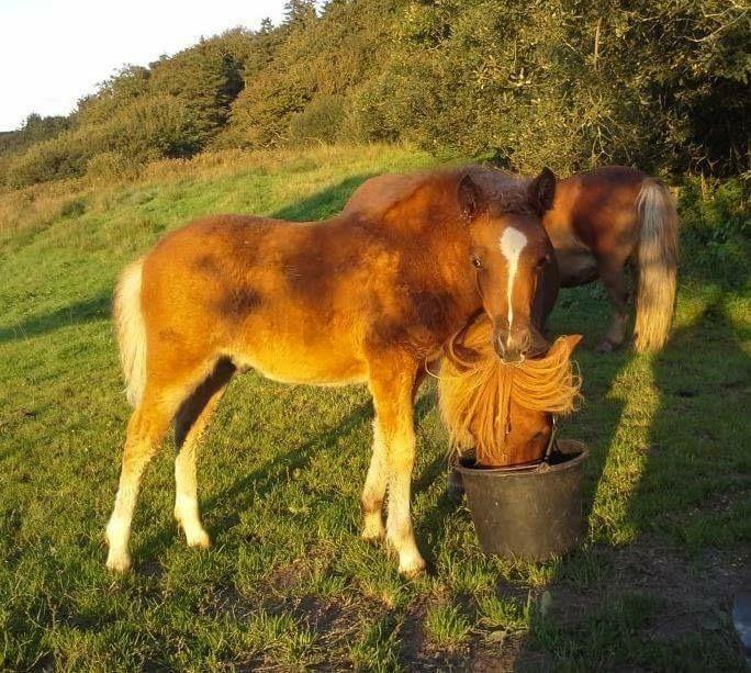 Anden særlig race Bådsgårds Cocktail billede 7