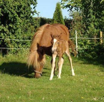 Anden særlig race Bådsgårds Cocktail billede 9