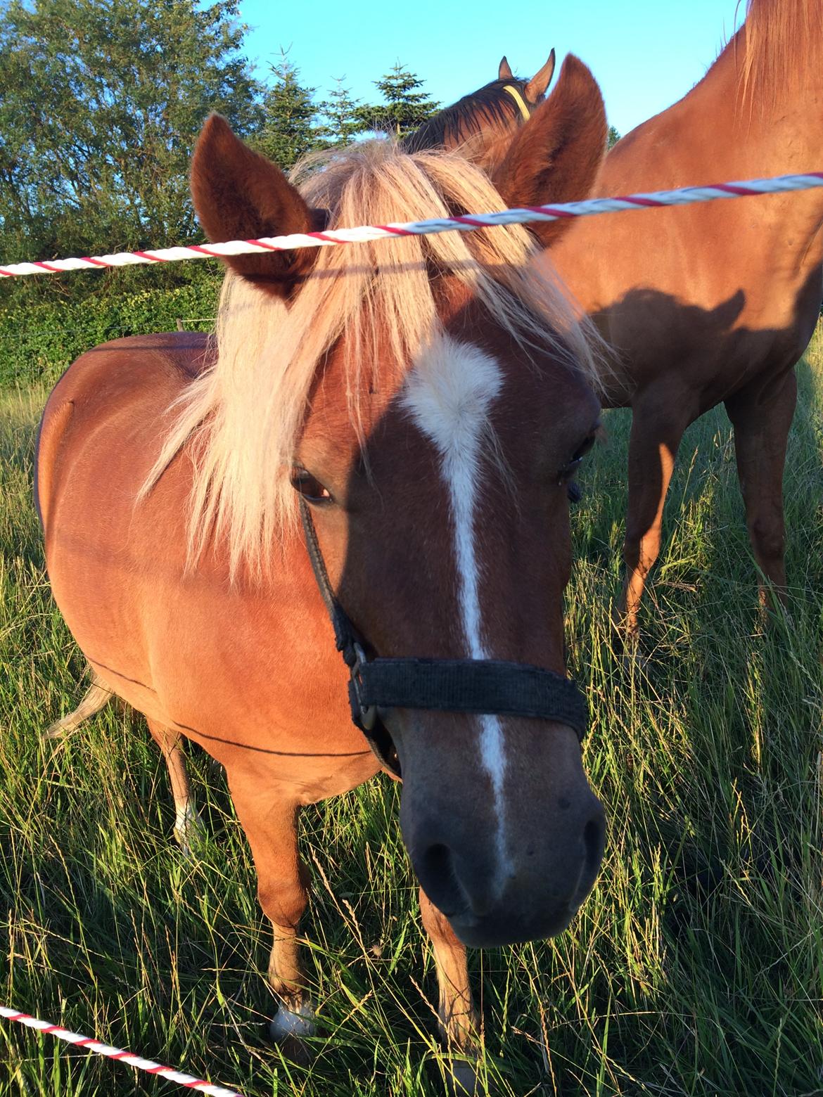Anden særlig race Bådsgårds Cocktail billede 1