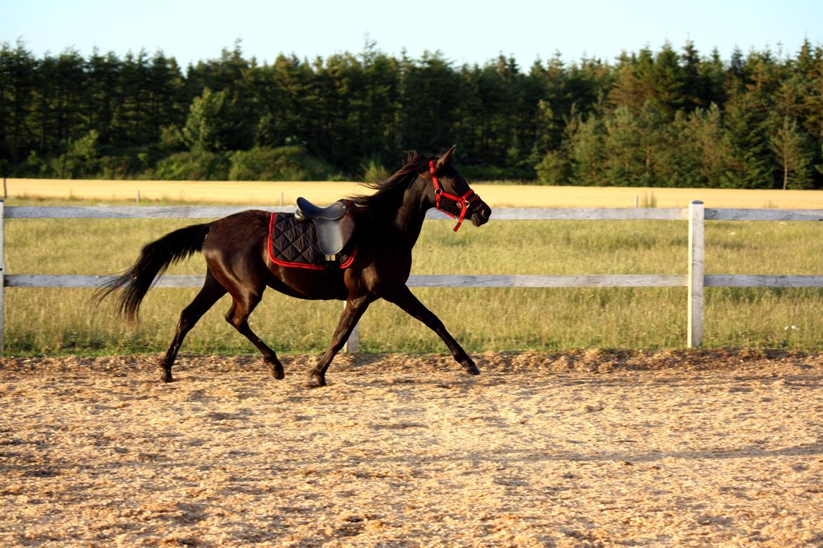 Anden særlig race DG´s Kahlúa Rush billede 5