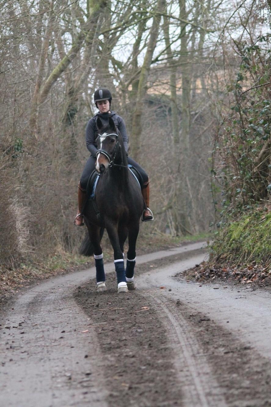 Anden særlig race Newclear p. (Himmelhest) billede 19