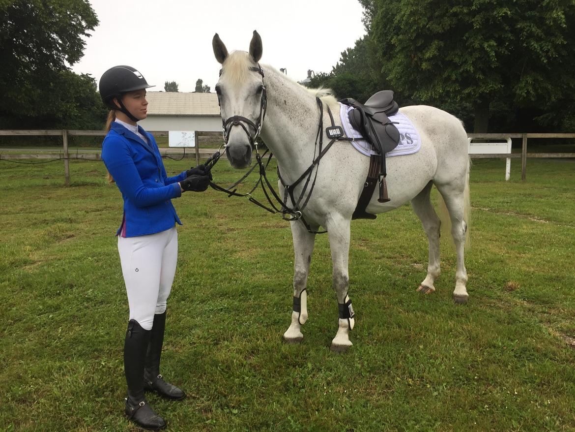 Hollandsk Varmblod Wemke billede 1