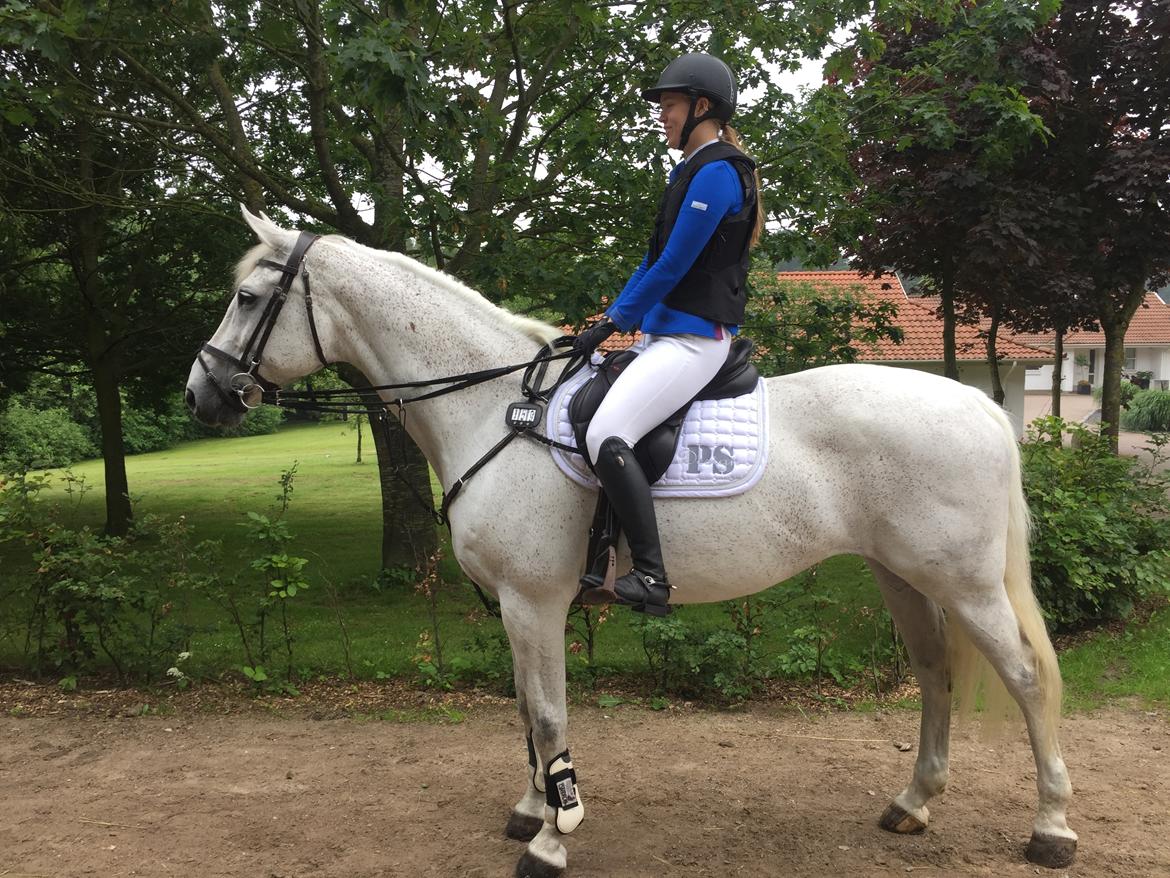 Hollandsk Varmblod Wemke billede 2