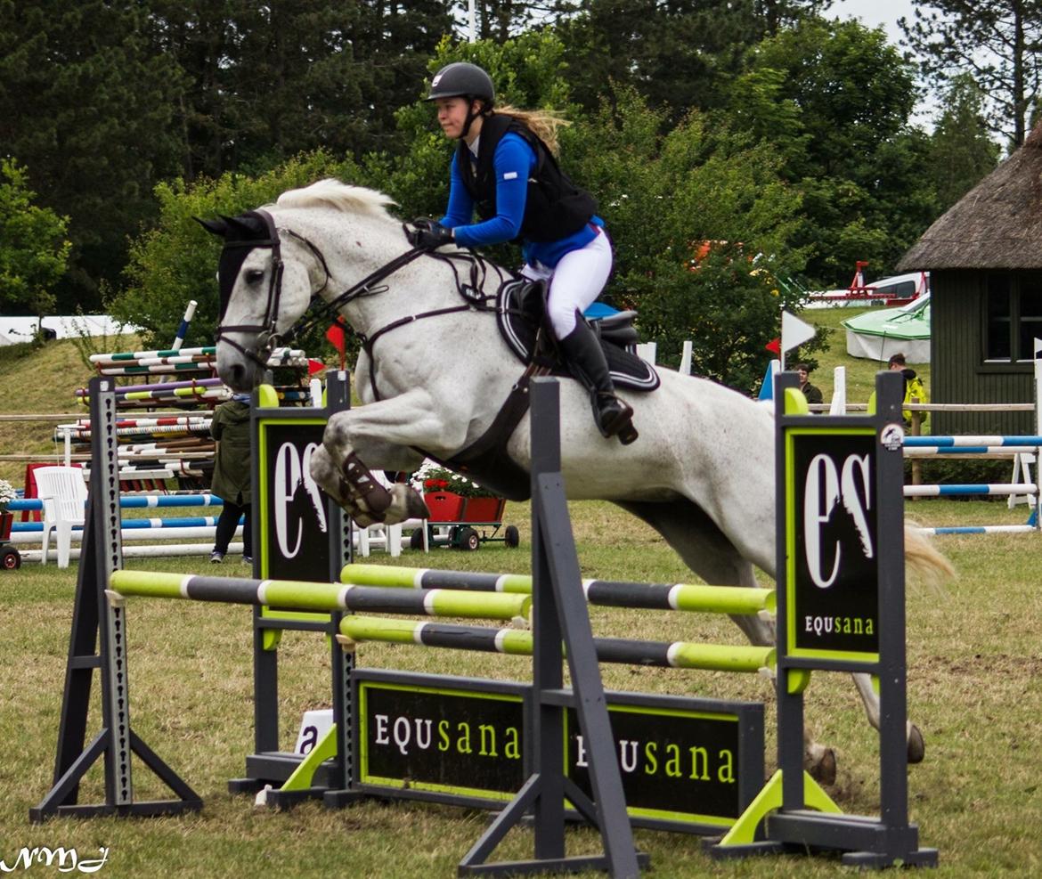 Hollandsk Varmblod Wemke - LC D4 horseshow 2017.  billede 4