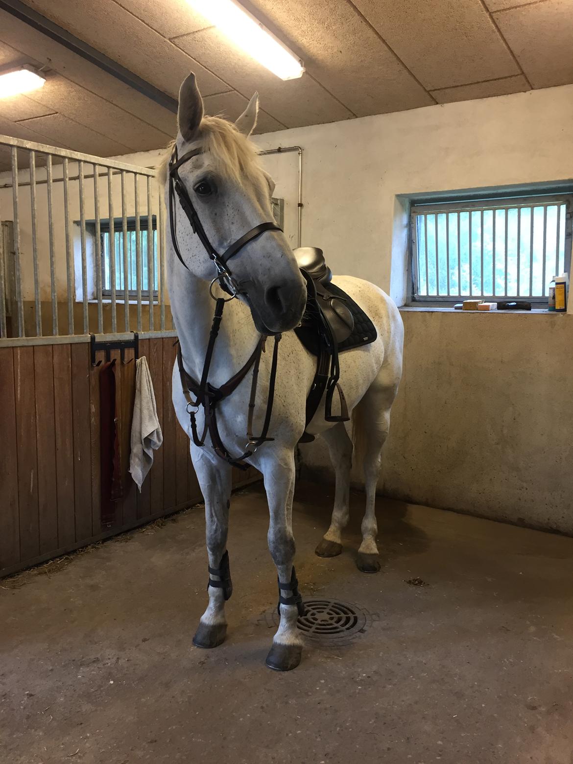 Hollandsk Varmblod Wemke billede 3