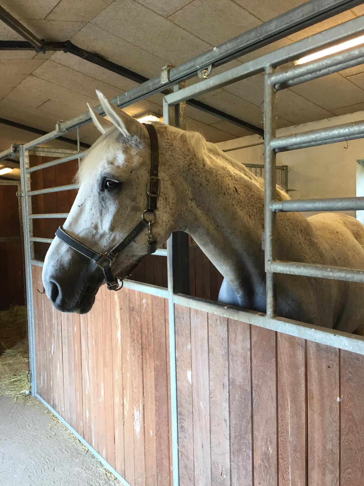 Hollandsk Varmblod Wemke billede 5