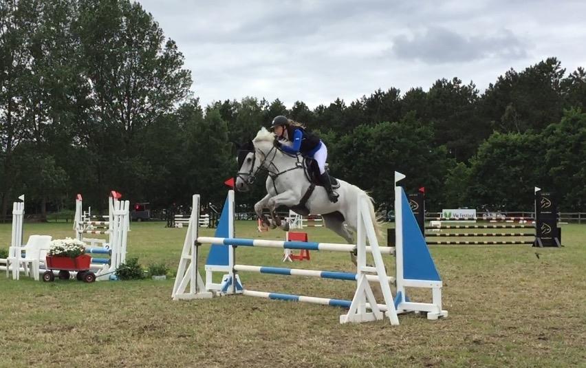 Hollandsk Varmblod Wemke billede 6