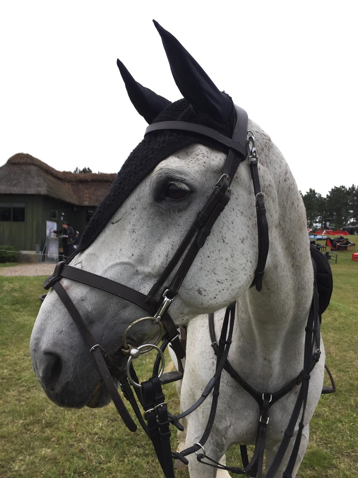 Hollandsk Varmblod Wemke billede 7