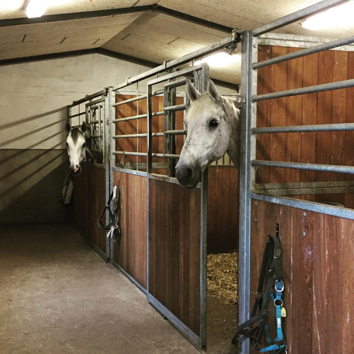 Hollandsk Varmblod Wemke - Mine to skimle stjerner <3 billede 8