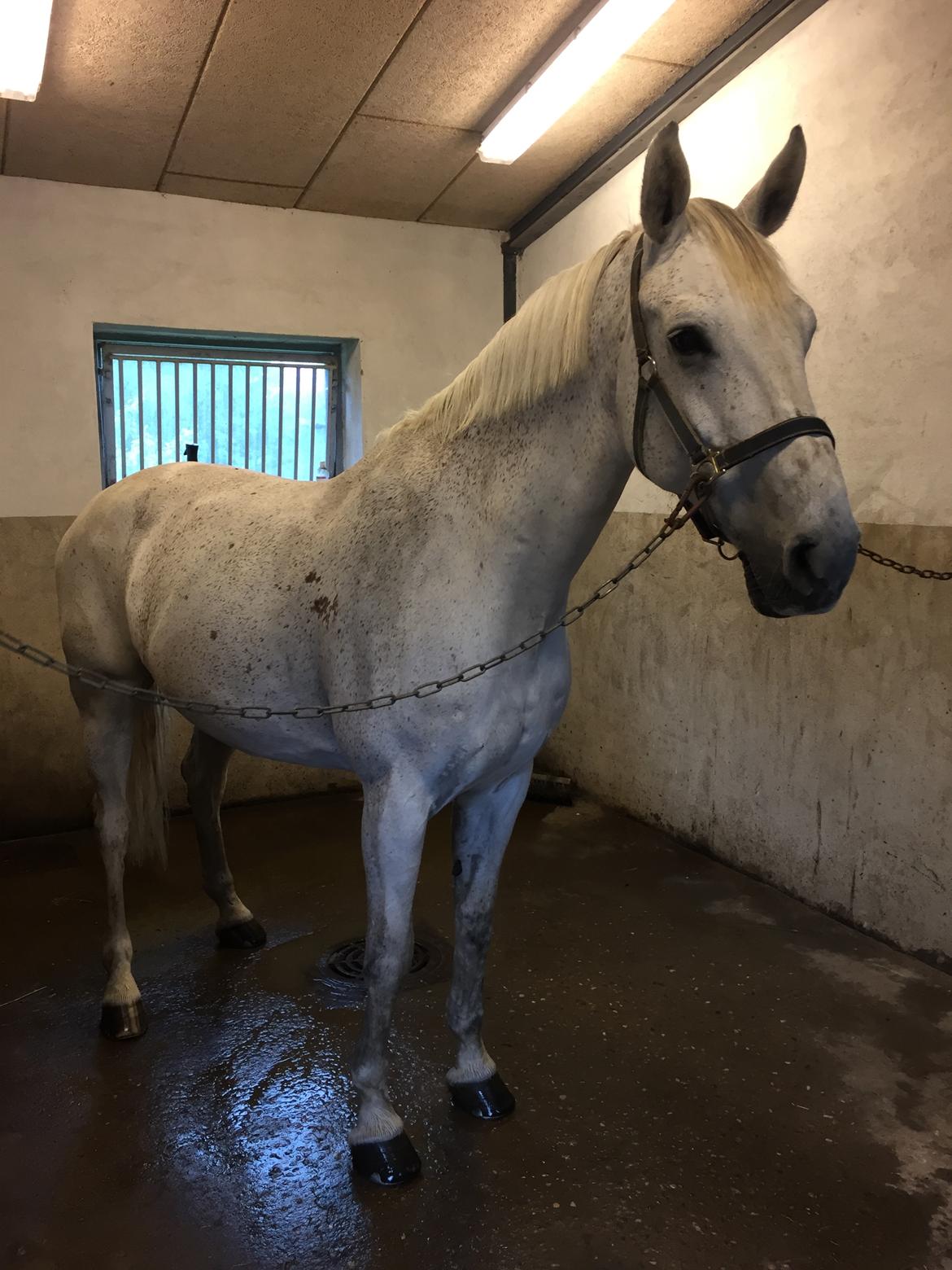 Hollandsk Varmblod Wemke billede 9