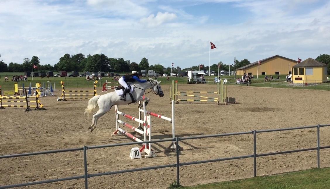 Hollandsk Varmblod Wemke - LB* i MBRK. 0 fejl billede 10