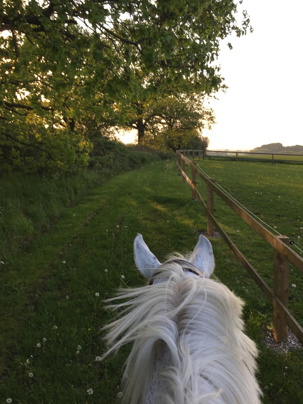 Hollandsk Varmblod Wemke billede 12