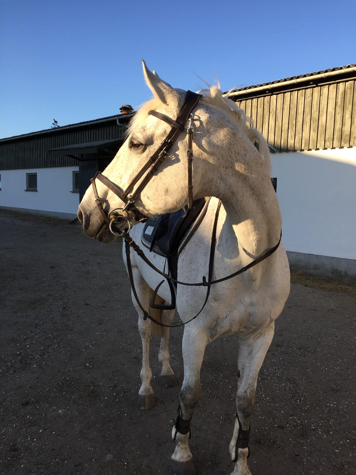 Hollandsk Varmblod Wemke billede 11