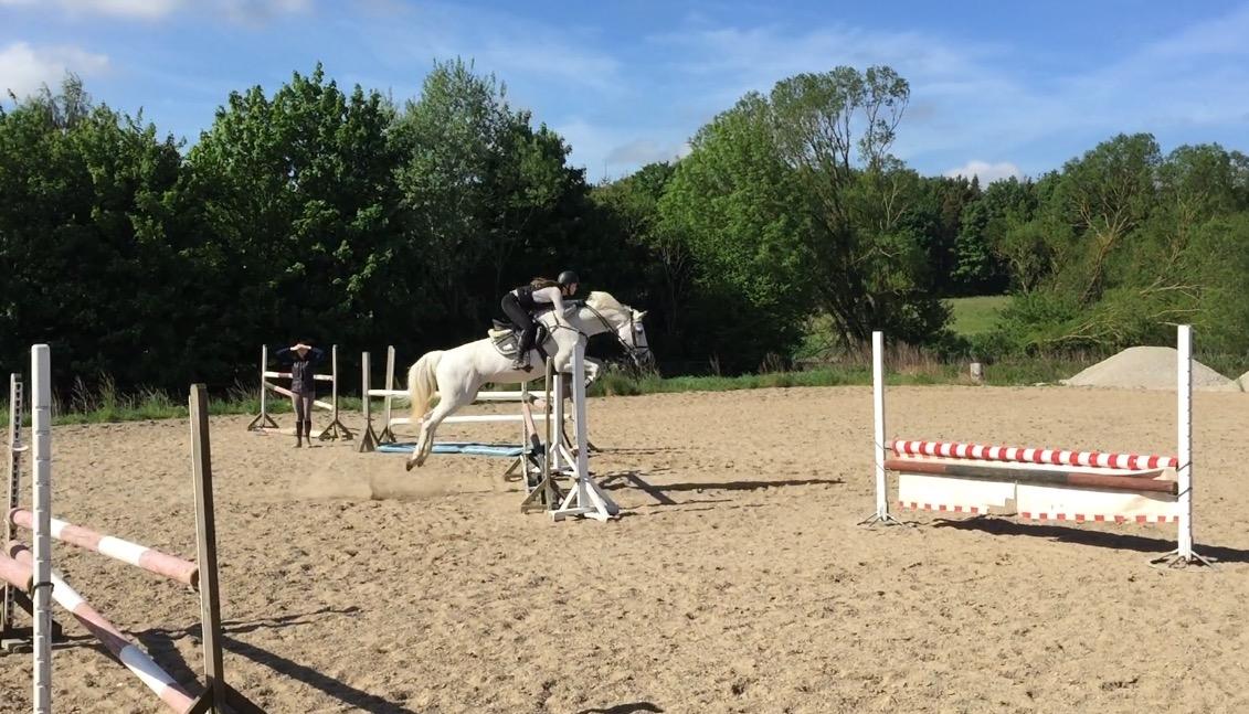 Hollandsk Varmblod Wemke - 120 cm <3  billede 13