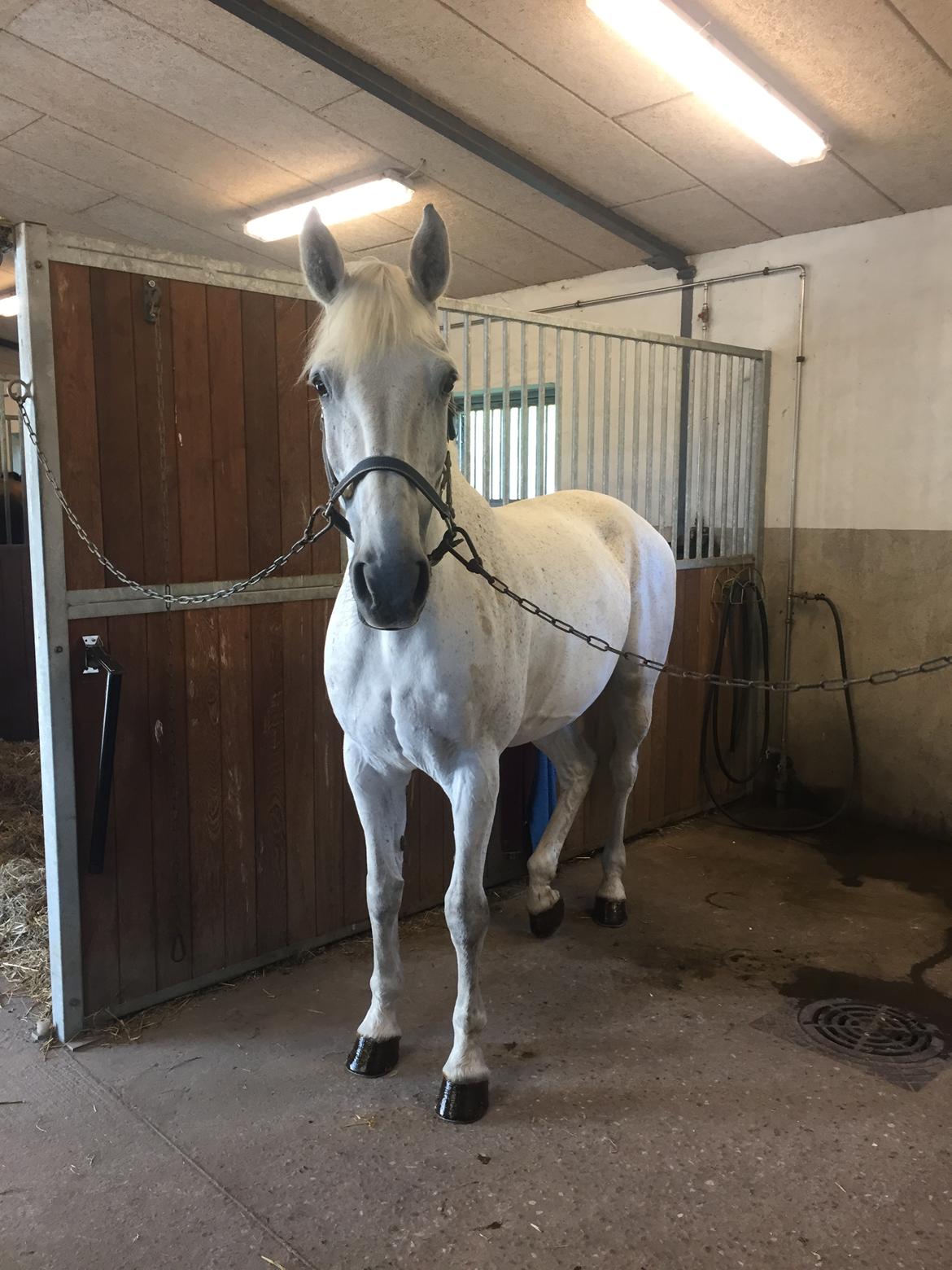 Hollandsk Varmblod Wemke billede 14