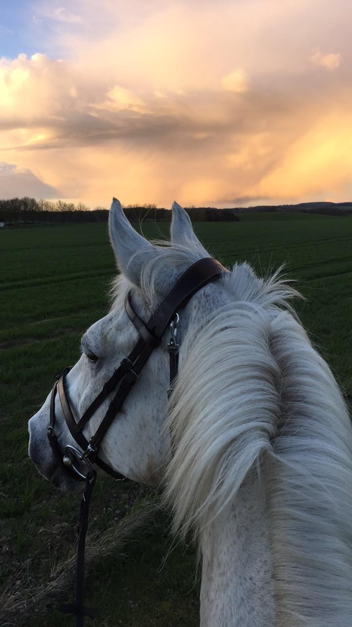 Hollandsk Varmblod Wemke billede 16