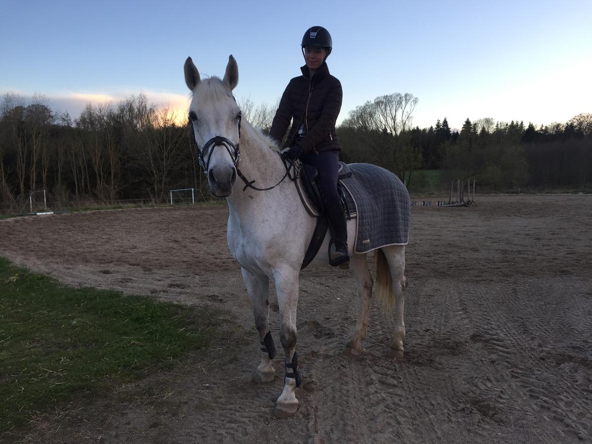 Hollandsk Varmblod Wemke billede 15