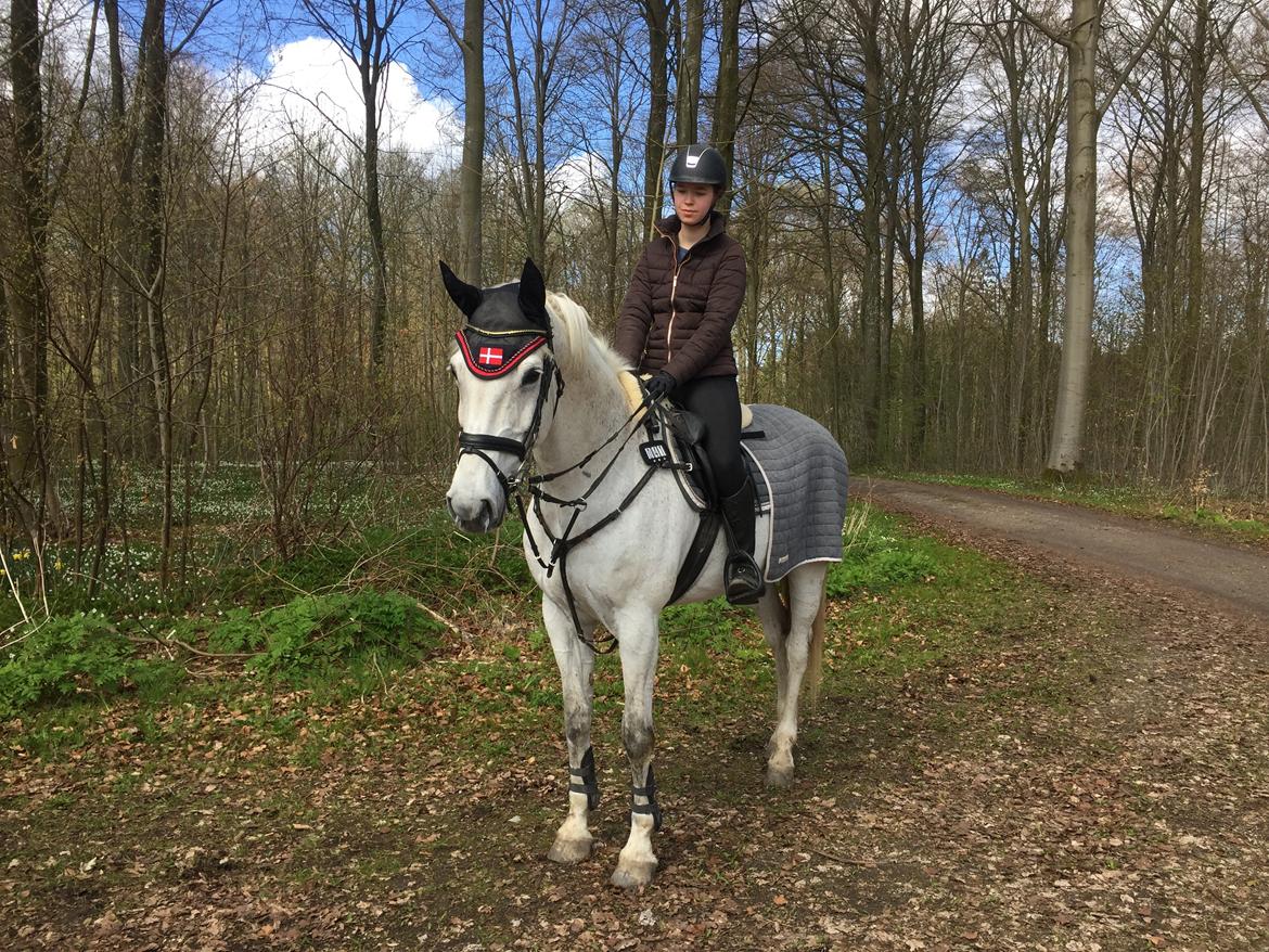 Hollandsk Varmblod Wemke - Første tur i skoven.  billede 17