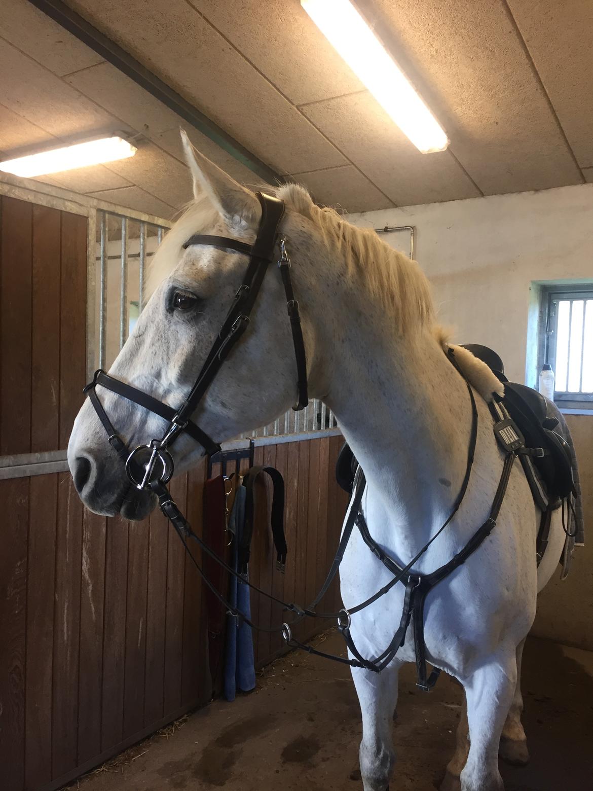 Hollandsk Varmblod Wemke billede 18