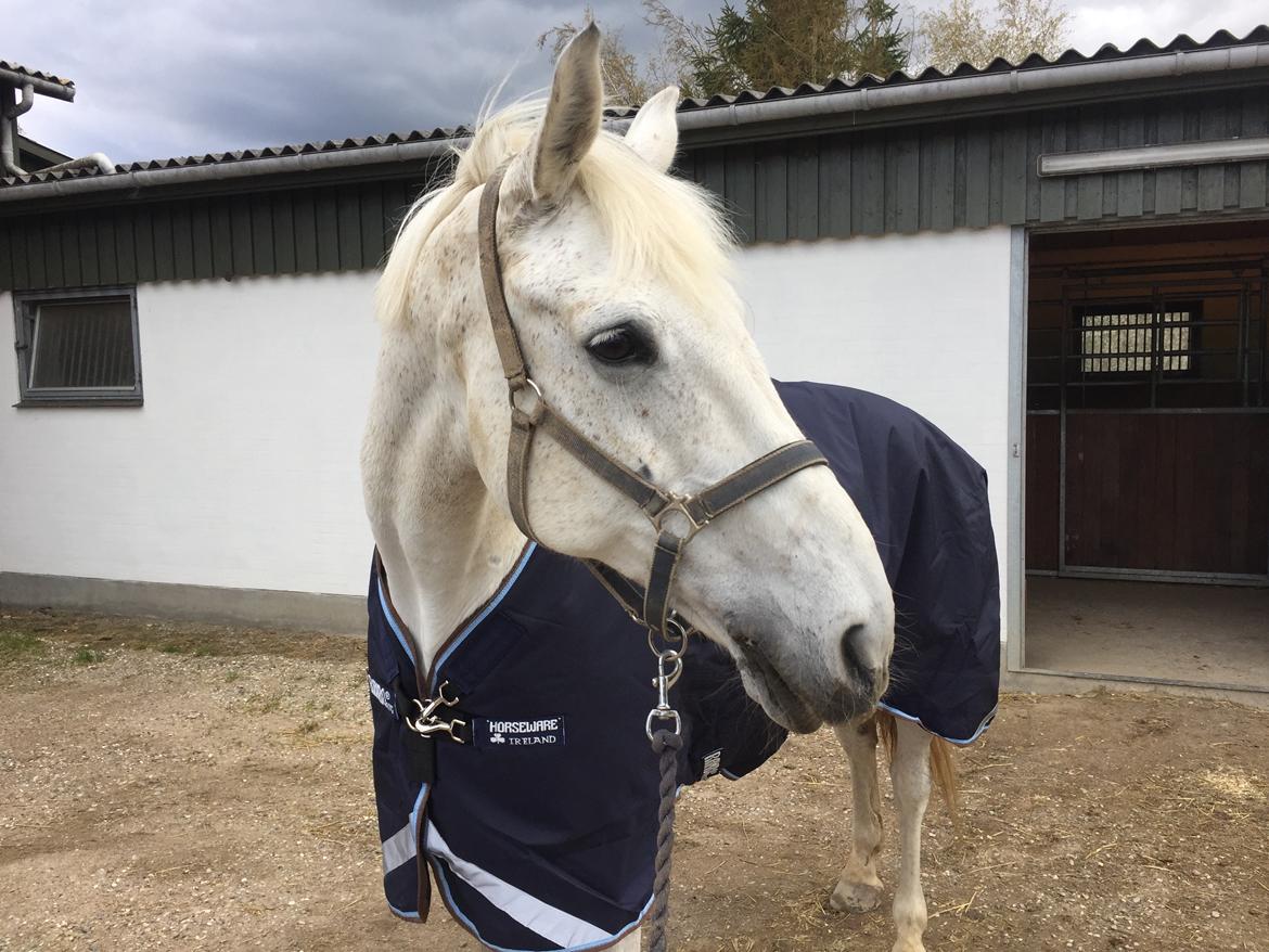 Hollandsk Varmblod Wemke billede 19