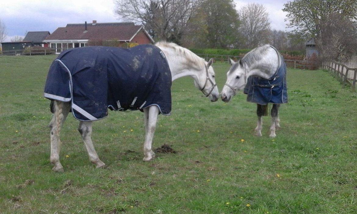 Hollandsk Varmblod Wemke billede 20