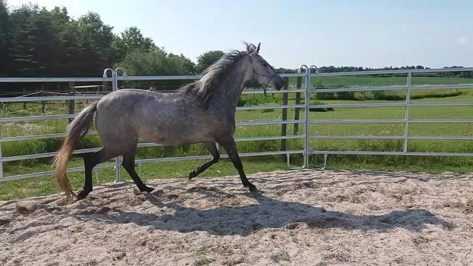 Pura Raza Española BS Adora billede 1