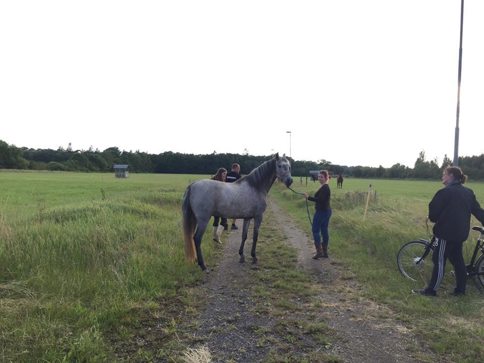 Pura Raza Española BS Adora - dagen eg købte den lille dame :-) billede 2