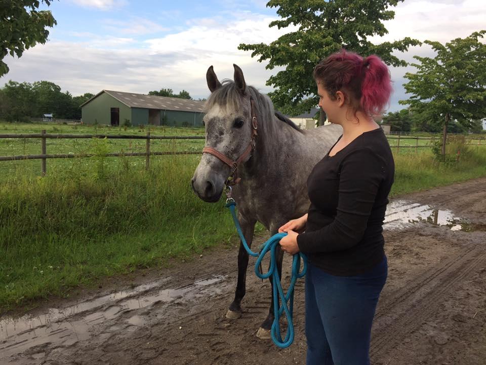 Pura Raza Española BS Adora - lige kommet ud af tralern  billede 3