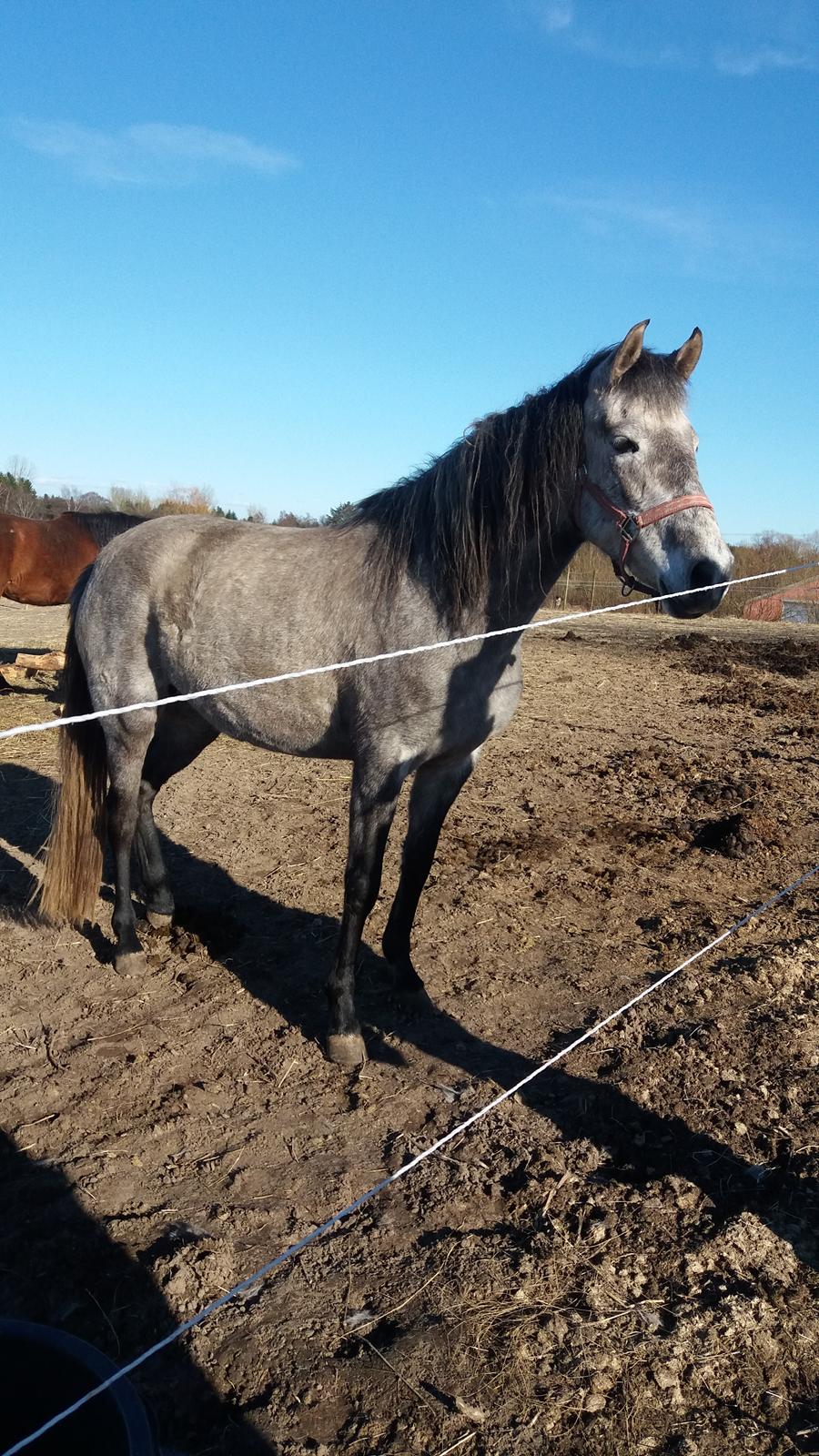 Pura Raza Española BS Adora billede 4