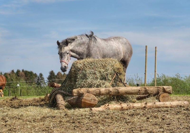 Pura Raza Española BS Adora billede 5