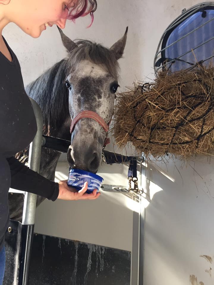 Pura Raza Española BS Adora - på vej hjemme fra 1/7-17 billede 6