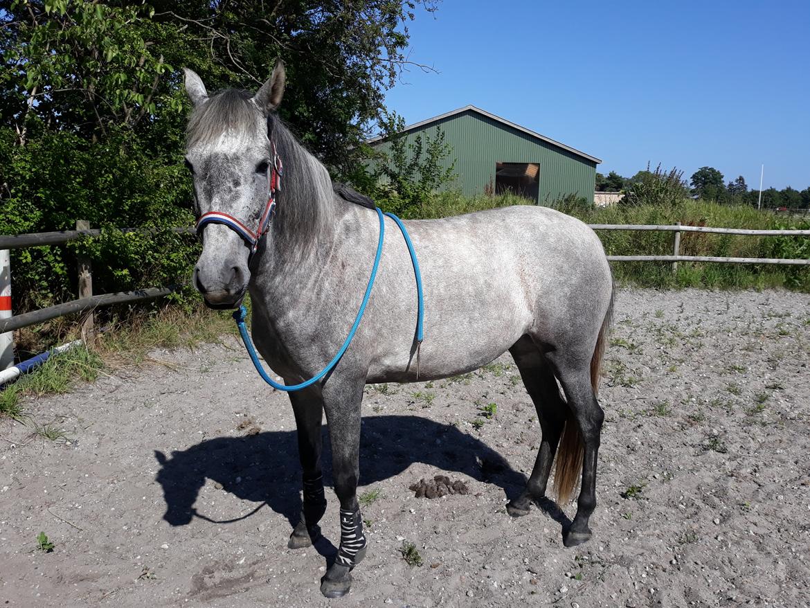 Pura Raza Española BS Adora billede 7