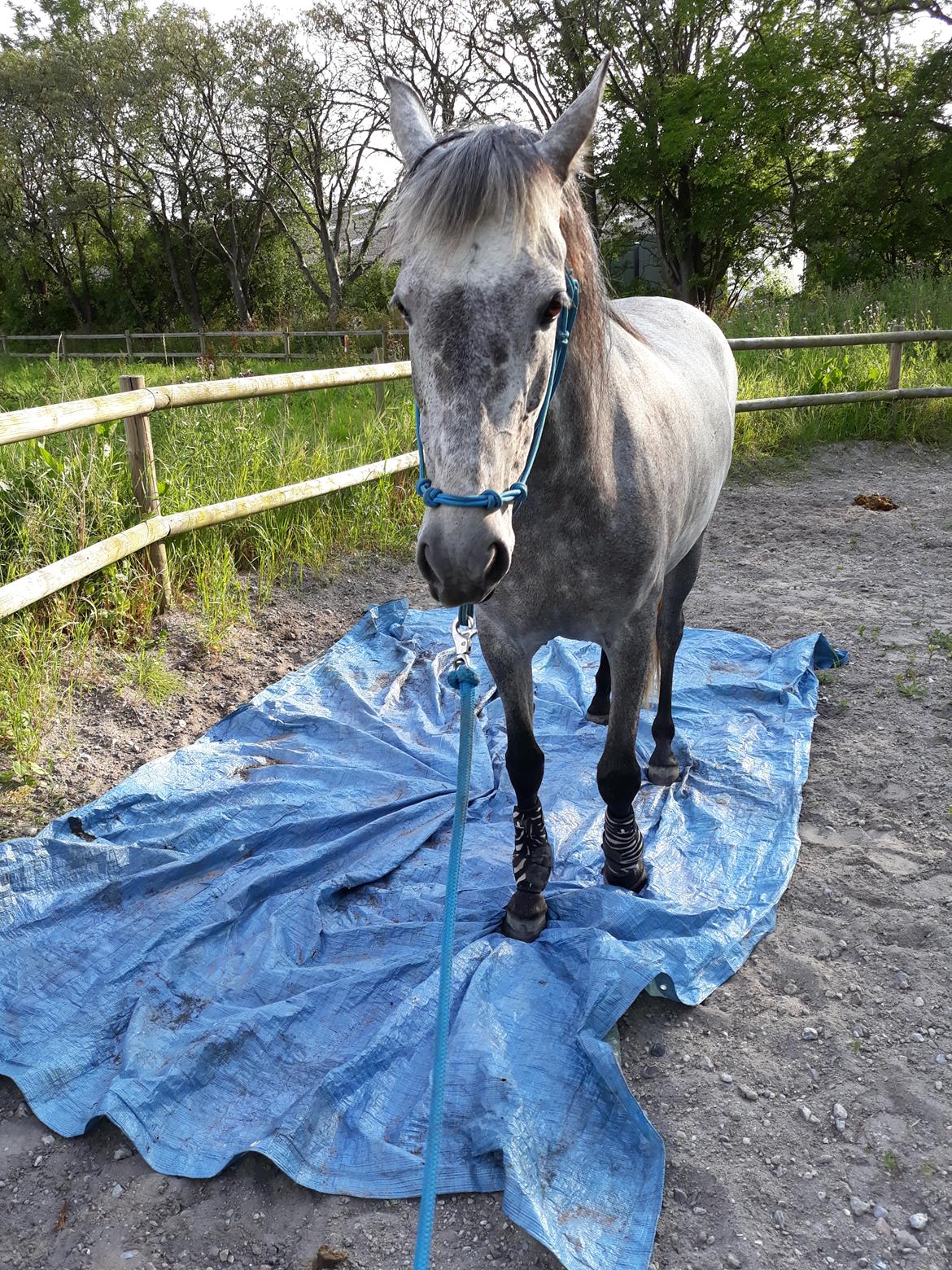 Pura Raza Española BS Adora billede 8