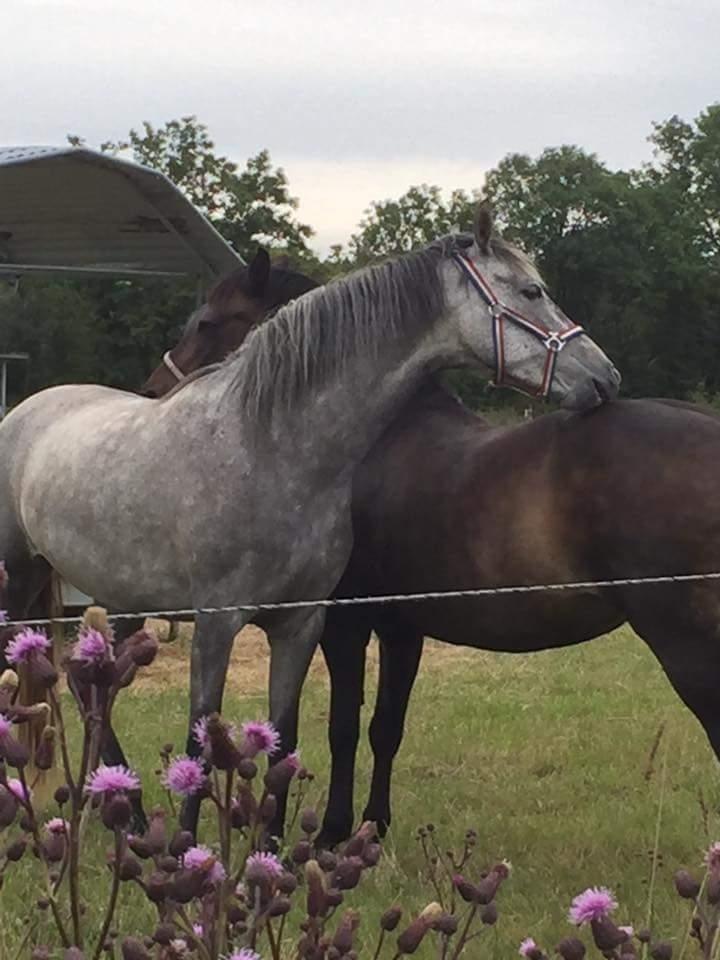 Pura Raza Española BS Adora billede 9