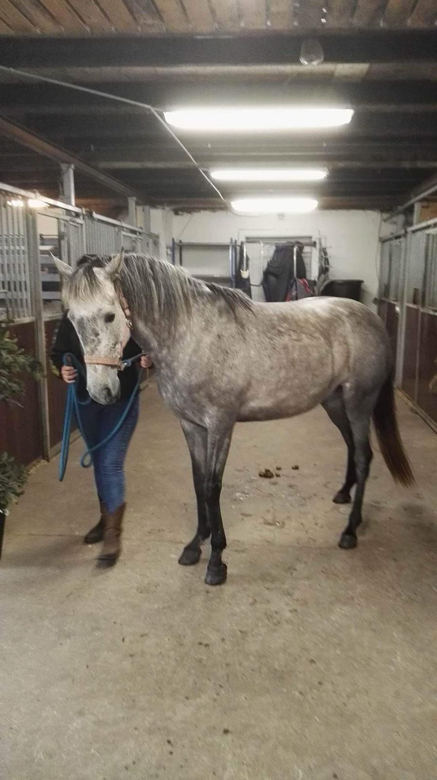 Pura Raza Española BS Adora billede 10