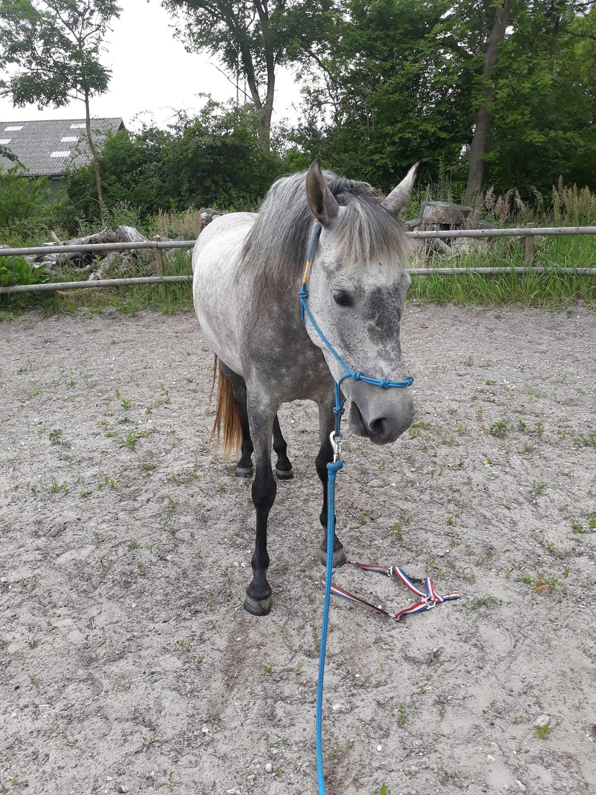 Pura Raza Española BS Adora billede 12