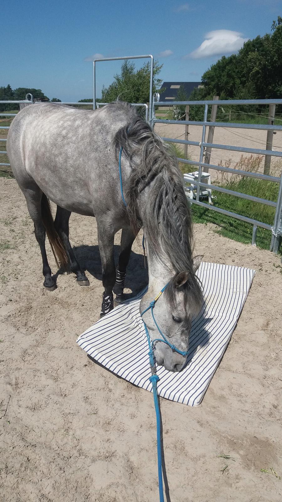 Pura Raza Española BS Adora billede 11