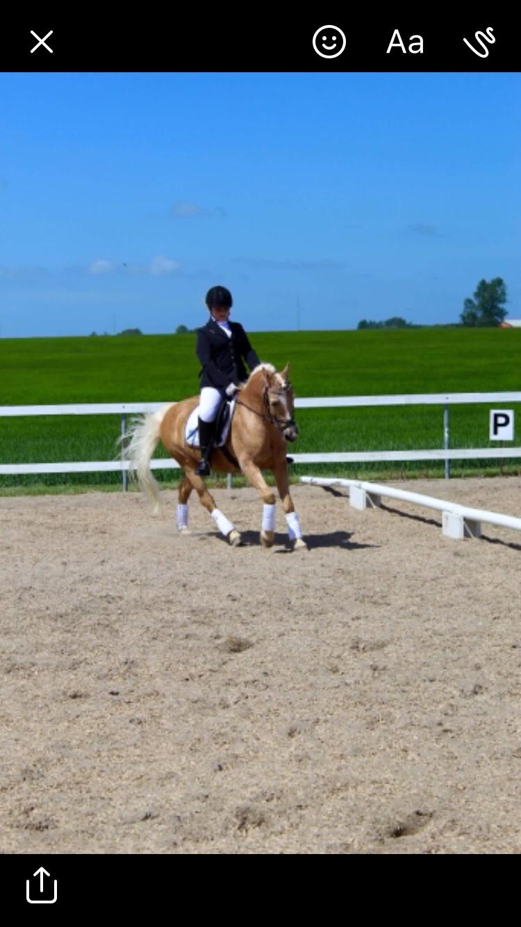 Anden særlig race Timon billede 8